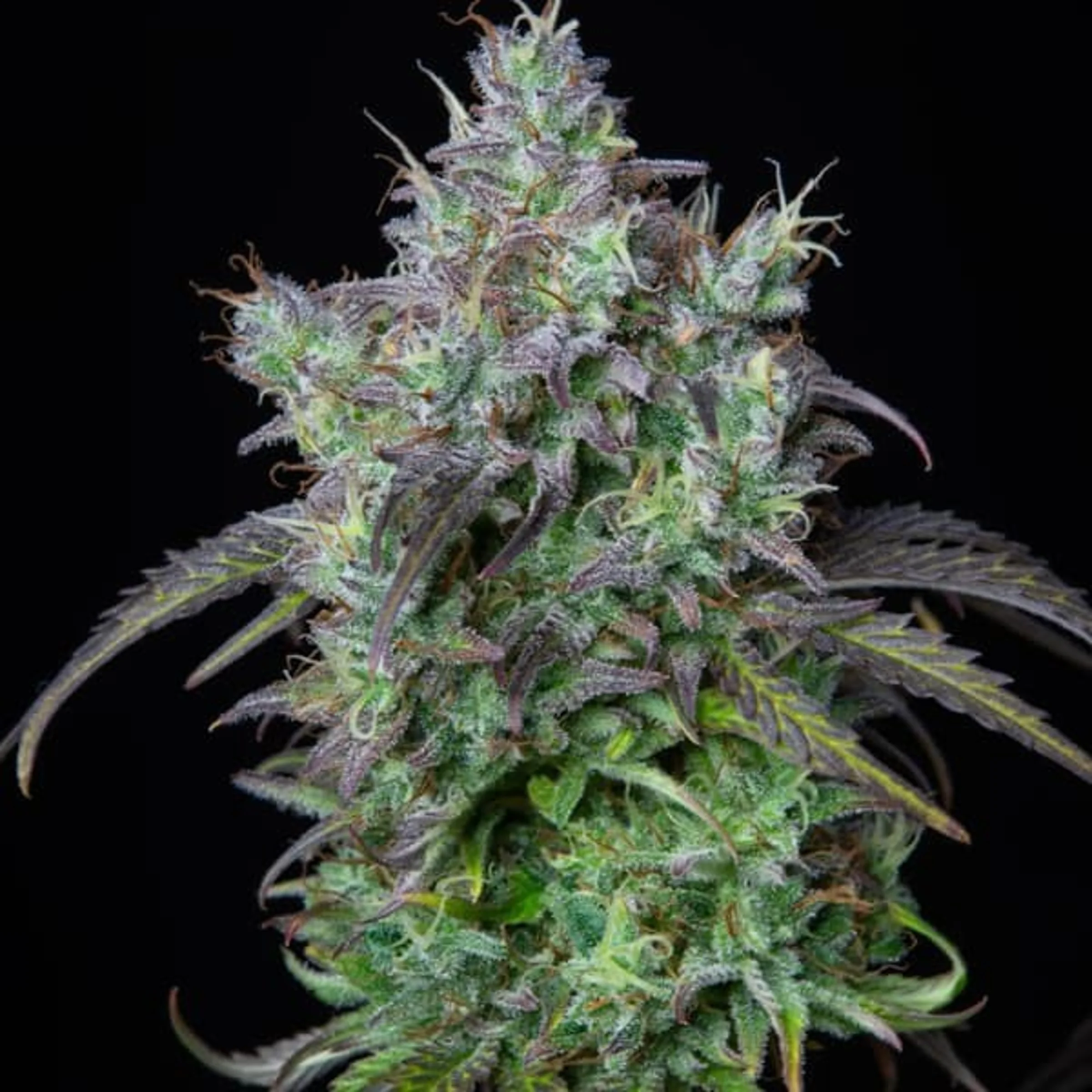 Big Bud Auto