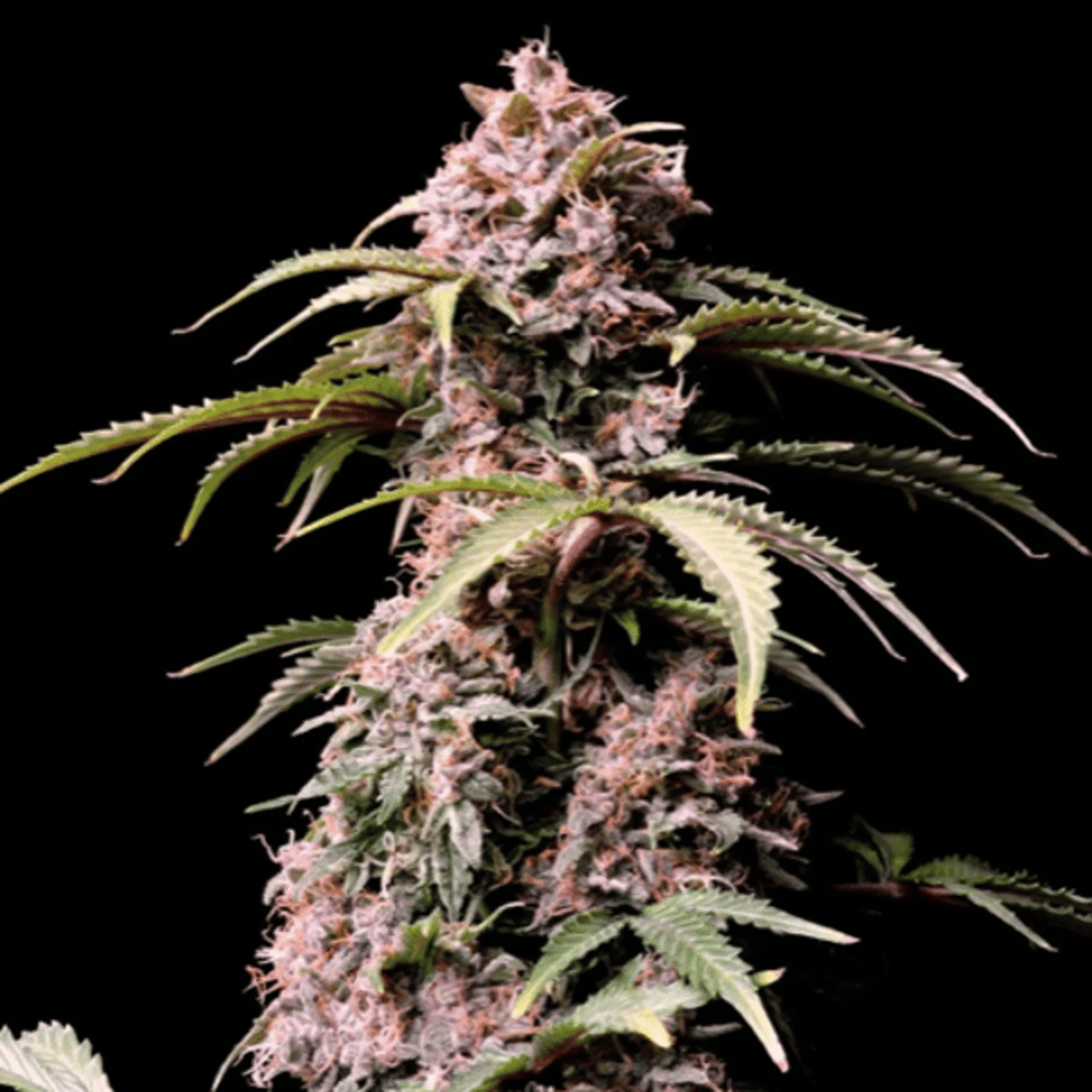 Amnesia Zkittles Auto